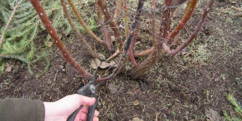 Jak stříhat růže na zimu?